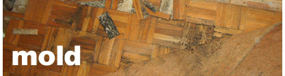 mold